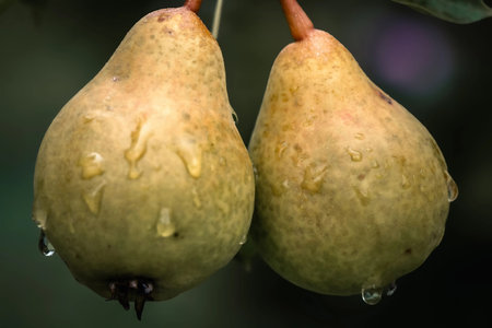 Juicy Yellow Pears with Morning Dew Close Upの写真素材