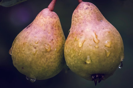 Pear Branch Morning Shine in Autumn Forestの写真素材