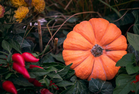 Autumn Harvest with Pumpkin and Peppersの写真素材
