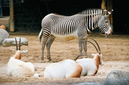 Grevy zebra with scimitar-horned oryxes in zoo enclosure