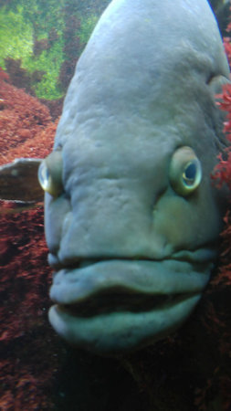 Close-up of grouper fish with expressive features underwater