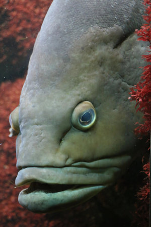 Close-up of grouper fish with coral background