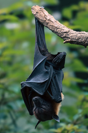 Bat hanging upside down from tree branch in natural habitat