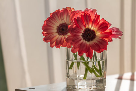 Red and White Gerbera Daisies in Glass Vase on White Surfaceの写真素材