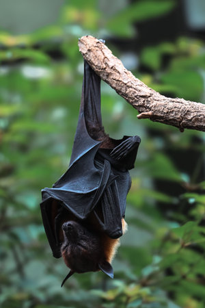 Bat hanging upside down on tree branch in natural environment