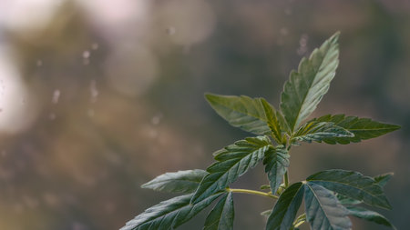 Green plant leaves glowing in warm golden sunlight with bokeh background