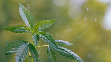 Green plant leaves with artistic warm blurred background and bokeh lightの写真素材
