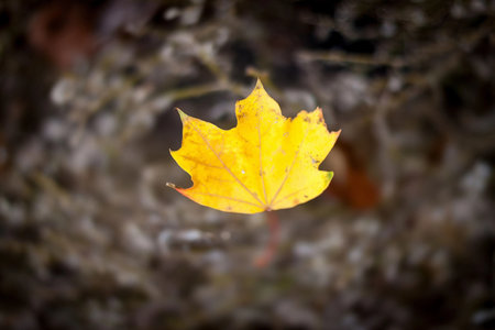 Solitary yellow maple leaf hovering in autumn forest with soft bokeh