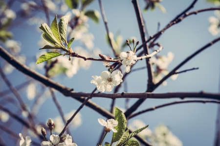 branch of a blossoming tree with beautiful white cherry  flowers  and green leaves against blue skyの写真素材