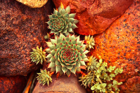 Succulent plant growing among desert stonesの写真素材