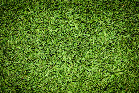 christmas tree needles background