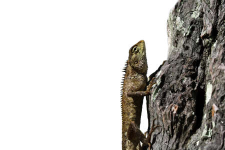 Bearded dragon lizard creeping on wood with white backgroundの写真素材