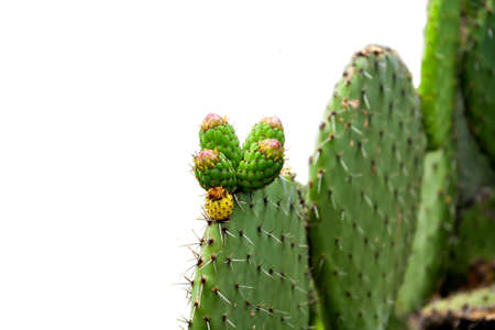 Prickly pear cactus on white backgroundの写真素材