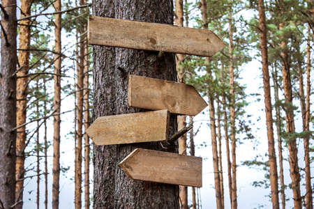 Blank wooden directional signs on tree trunk in forestの写真素材