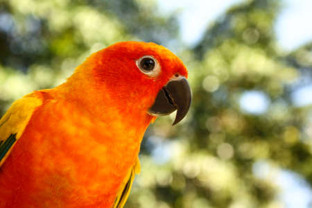 Sun Conure parrot sitting on a branch posingの写真素材