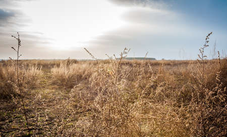 Dried  field filled with weeds and plants in a sunny spring dayの写真素材