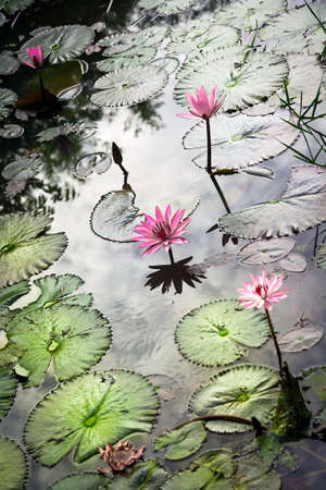 Reflection in pond with water lily Nymphaeaの写真素材