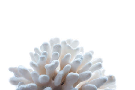 coral with copy spaceの写真素材