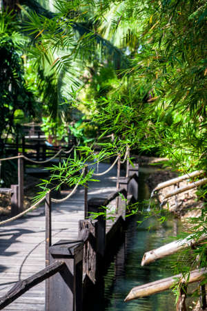 Wooden bridge among tropical lush bambooの写真素材