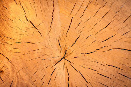 Wooden cut texture backgroundの写真素材