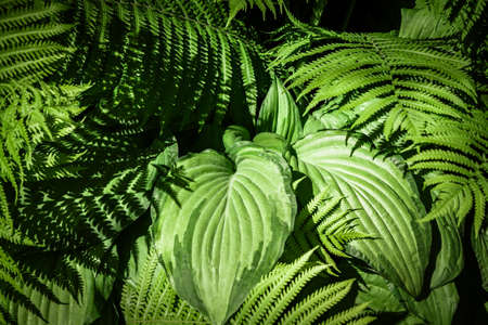Tropical Forest with mixed plants and falling light