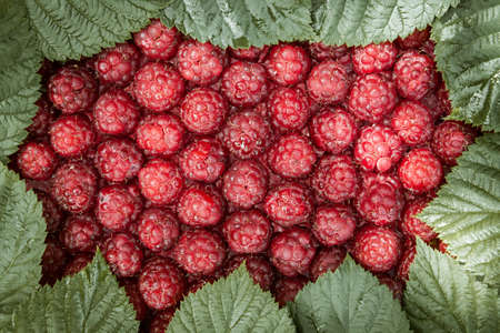 Raspberry background