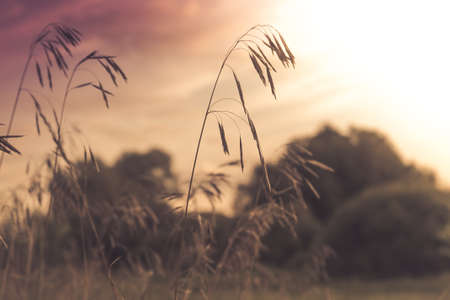 Rural landscape at summer l field during sunset with focus on foregroundの写真素材