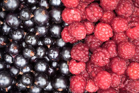 Mixed berries background with ripe delicious raspberries and black currants in fifty fifty...