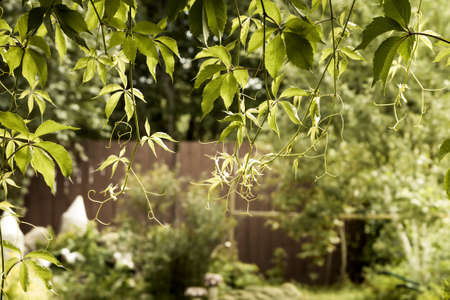 summer garden background with hanging leaves at the entrance to the backyard with copy space