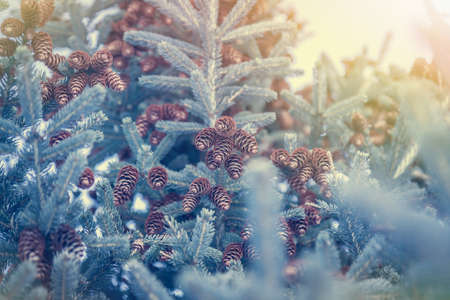 Winter forest background with snowflakes and fir tree with cones in blue tint colors and sunlightの写真素材