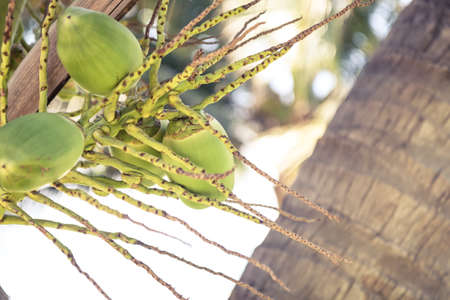 Sunny tropical beach with coconuts and palm tree on background with copy spaceの写真素材