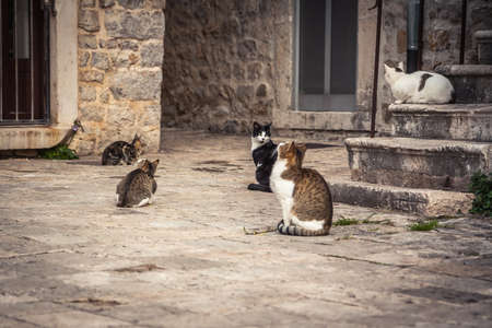 Playful cats waiting for food in old Europe city street in vintage styleの写真素材