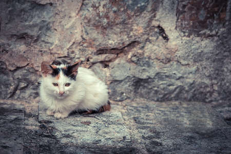 Miserable stray kitten with old stone wall on background and copy spaceの写真素材