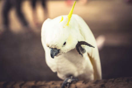 Funny Cockatoo parrot scratching his earの写真素材