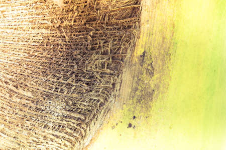 Abstract tropical palm tree texture backgroundの写真素材