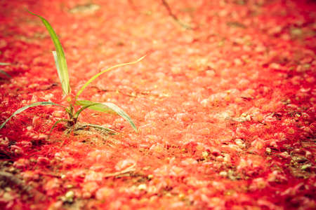 Natural red background with beautiful red flowers on ground and standing out small green leaves growing from earth in rustic styleの写真素材