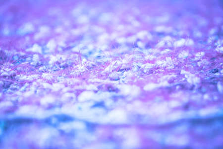 Blue beautiful flowers on ground with selective focus in blue and purple colors as purple nature background in rustic styleの写真素材