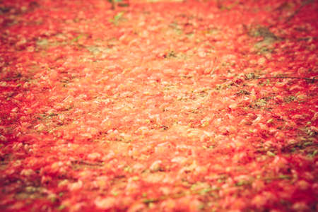 Vibrant small red flowers cover groundの写真素材