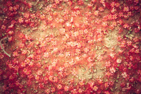Red flowers cover ground as natural red background in rustic styleの写真素材