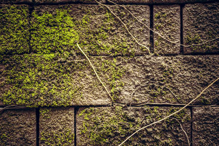 Old mossy stone wall texture with roots as ancient backgroundの写真素材