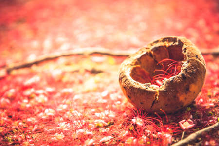 Red tropical background with fallen flowers and shell on ground in rustic styleの写真素材