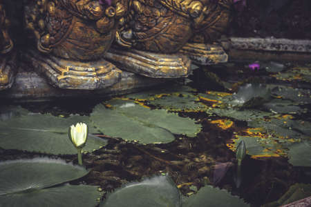 Tropical pond with water lily in asian formal garden in vintage styleの写真素材