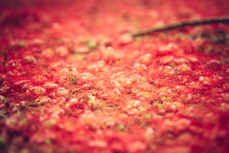 Red flowers on ground with selective focus as red nature background in rustic styleの写真素材