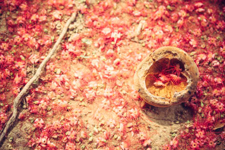 Romantic red tropical flowers covered ground as natural red background in rustic styleの写真素材
