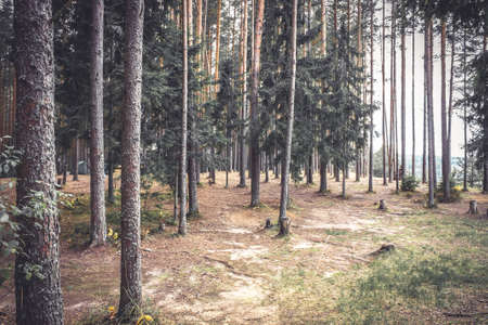 Vintage pine forest edge with ground covered with fir needlesの写真素材