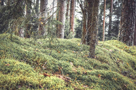 Fabulous thickets in mysterious forest with twigs covered with moss and grass in vintage colorsの写真素材