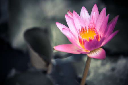 Pink water lily on dark blurred background of green leaves with copy space as zen spa backgroundの写真素材