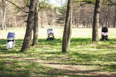 Children sleeping outdoors in forest with fresh air in strollers during sunny summer day