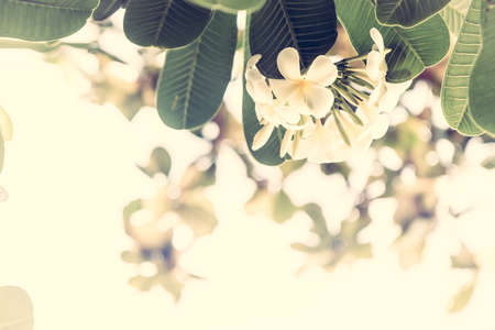 Tropical beach holidays background with beautiful frangipani flowers with sunshine as tropical background in vintage styleの写真素材