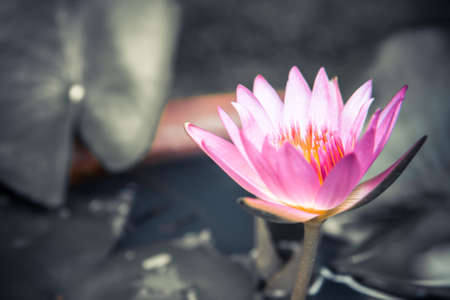 Spa background with pink lotus water lily on blurred gray pond background with leavesの写真素材